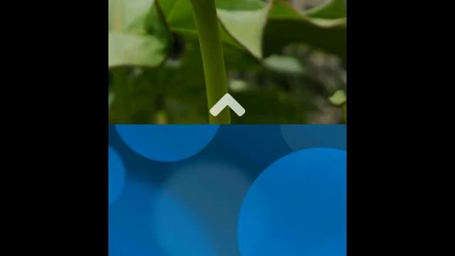 First start Nemo on Fedora base смотреть онлайн