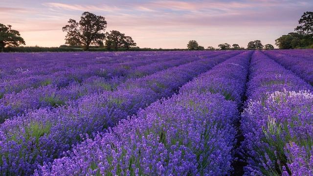 Libre Intense Yves Saint Laurent  женский аромат