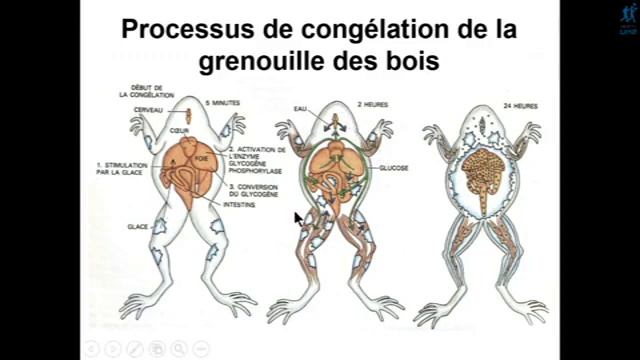 Chapitre 2-3 Les animaux ectothermes face aux contraintes thermiques смотреть онлайн
