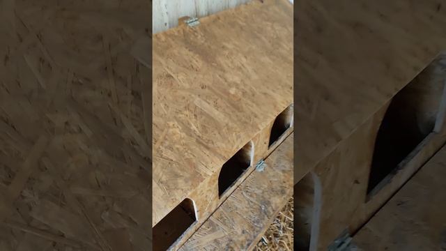 Посмотрим сколько яиц у нас сегодня #курятник #село #куры #переезд #деревня #village #country смотреть онлайн