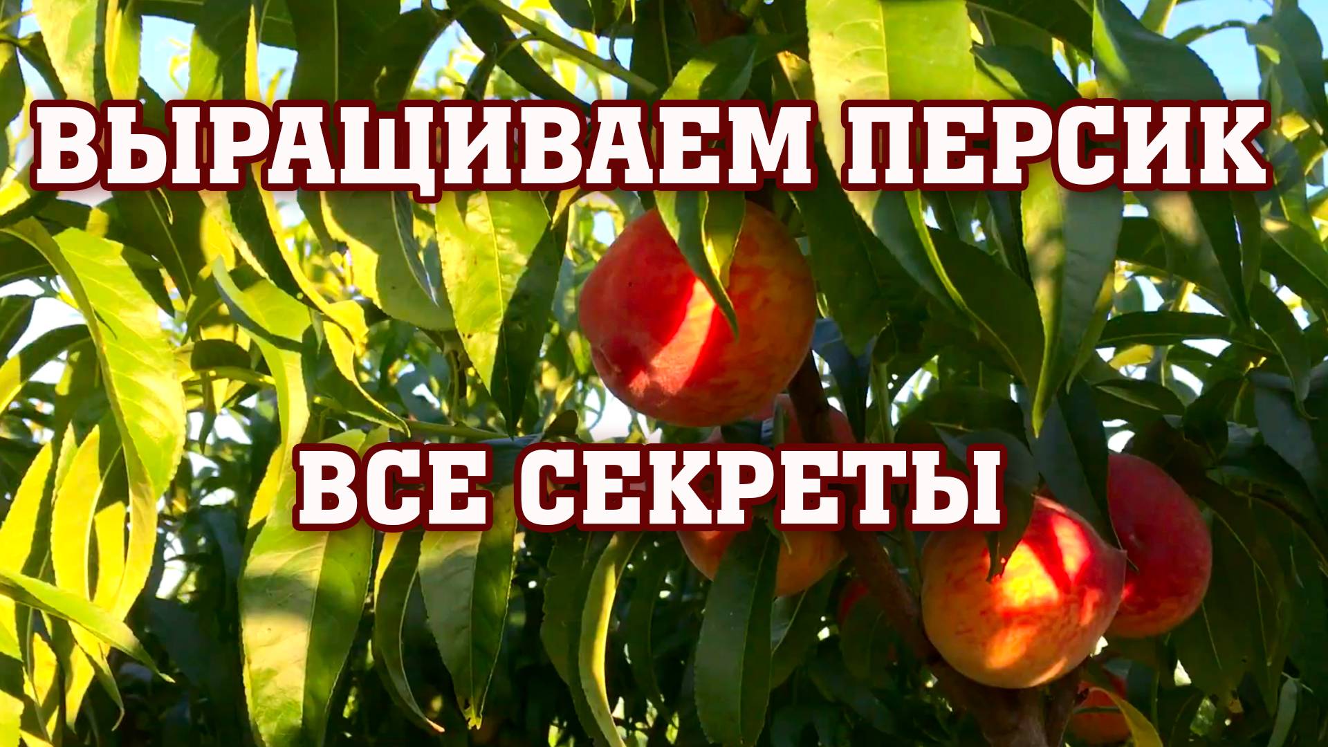 СЛОЖНОСТИ ПРИ ВЫРАЩИВАНИИ ПЕРСИКА⧸Опытный участок смотреть онлайн