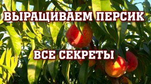 СЛОЖНОСТИ ПРИ ВЫРАЩИВАНИИ ПЕРСИКА⧸Опытный участок