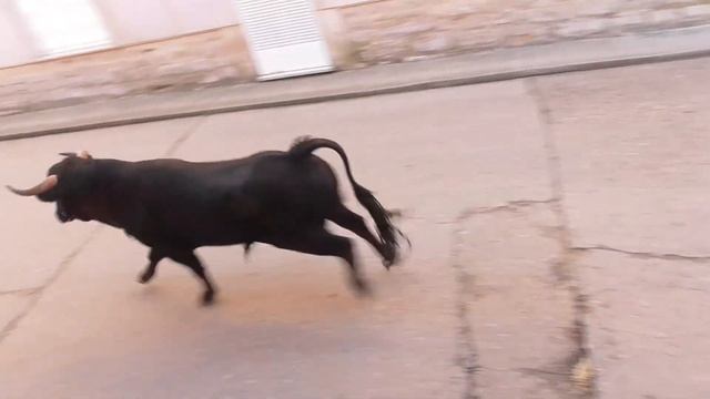 Morales de Toro (Za). "Toros de Resurrección". 31/3/2024 смотреть онлайн