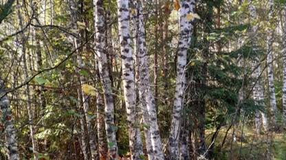 Осенний лес #грибы #осень #лес_осенью #красота_осеннего_леса #отдых_на-природе_в_лесу смотреть онлайн