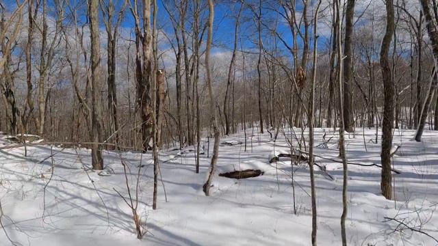 Avalonia Land Conservancy | Tri-Town Forest Preserve смотреть онлайн
