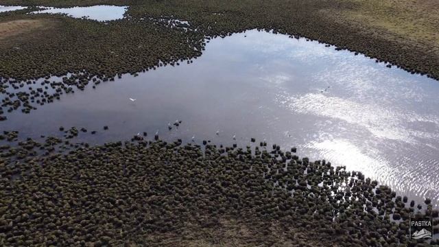 DJI MINI 2 - Дальневосточные серые цапли Даниловка ЕАО 2021-10-08