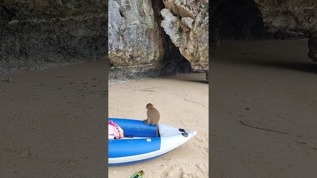 Тайская Обезьяна зевает и ест червяка. Остров обезьян. Таиланд за 50 тысяч рублей. @tutsi-dieti смотреть онлайн