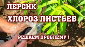 ПЕРСИК⧸Хлороз листьев⧸Что делать？？？