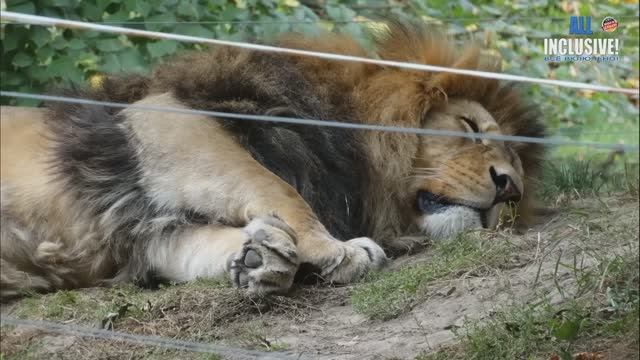 Зоопарк и ботанический сад города Пльзень ( ЧЕХИЯ ) смотреть онлайн
