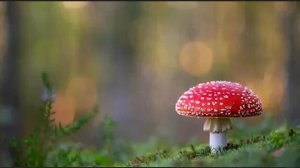 МУХОМОРНЫЙ ТРИП ВОТ ЧТО БЫВАЕТ ЕСЛИ ПЕРЕБРАТЬ