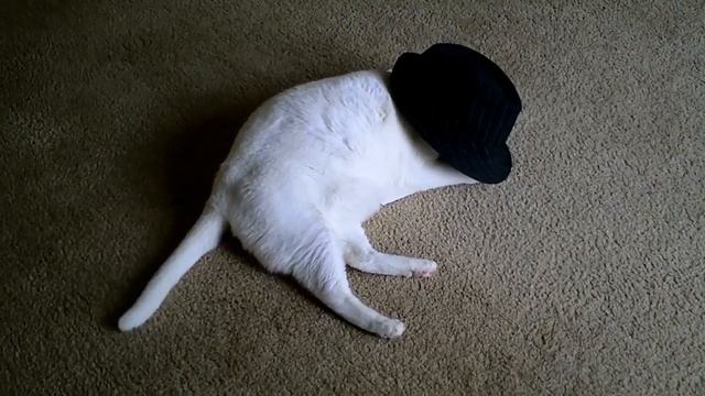 Fedora Cat смотреть онлайн