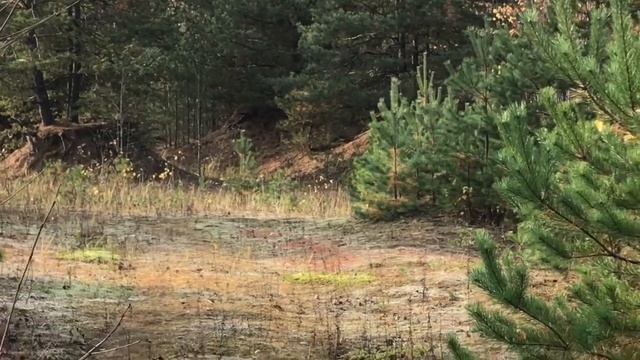 Ой, опятки нашлись 😁 смотреть онлайн