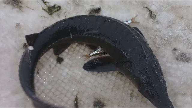 Угадай осетра?! Викторина, проверьте свои знания в осетрах смотреть онлайн