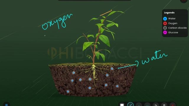Experience the Transformation | PhiBonacci - UniPhiEd Learning смотреть онлайн