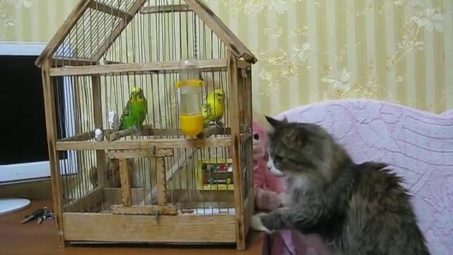 Кошка и попугаи смотреть онлайн