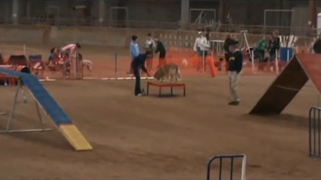 AKC Agility Trial - Makayla - January 9-10 2010 - Harriman TN - Novice JWW and Standard смотреть онлайн