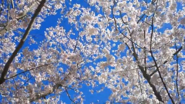 Красивые#Звуки весны#relax смотреть онлайн