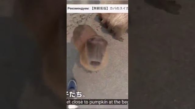 Какой мем самый лучший? Часть 2 смотреть онлайн