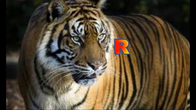 BURP SUITE PRO V 2020 7 ( UPDATE ) смотреть онлайн