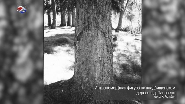 ЖИВОЕ ДЕРЕВО МЕРТВЫХ | Тайны карельского леса смотреть онлайн