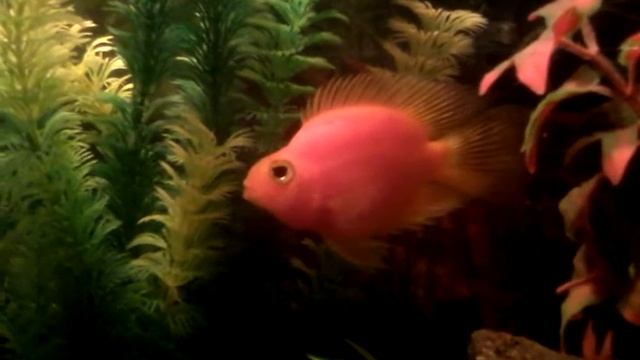ПОПУГАЙЧИК-ДУША АКВАРИУМА.РЕЛАКС смотреть онлайн