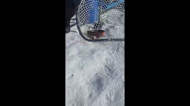 Весна идёт. 8 марта, спешат девчонки на рыбалку. смотреть онлайн