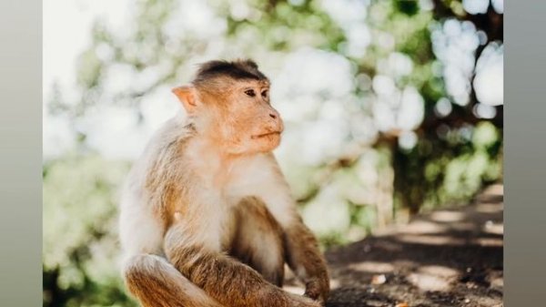 New in #iOS15 - Apple Photos Memories Music - Neutral - Rouge (Instrumental) by TOKiMONSTA