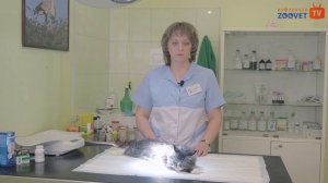 Мочекаменная болезнь кошек