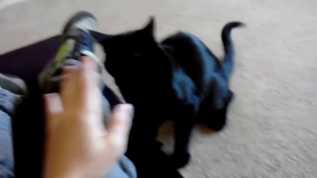 RIP Nigel 05/02/13 смотреть онлайн