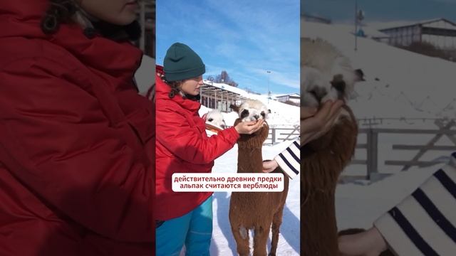 Откуда взялись альпаки?! Полное видео уже на канале смотреть онлайн