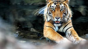 Милен-А я умираю без тебя