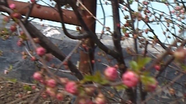 DSCN3021Пасхальная роза