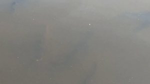 Как кормится веслонос? Выращивание веслоноса в садках.