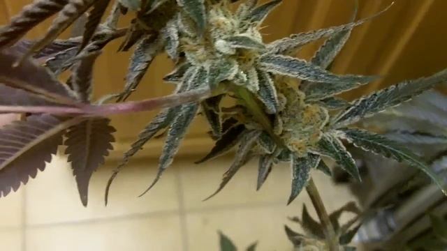 forum cut girl scout cookies lst/super crop vs non trained gsc harvest смотреть онлайн