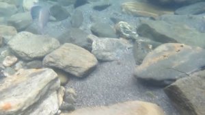 Что может свич 1часть