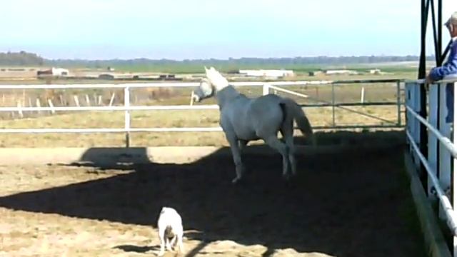 POTRA ALBINA, LUSITANA X KWPN, JR LUNA, DE YEGUADA JAVIER RETAMAL смотреть онлайн