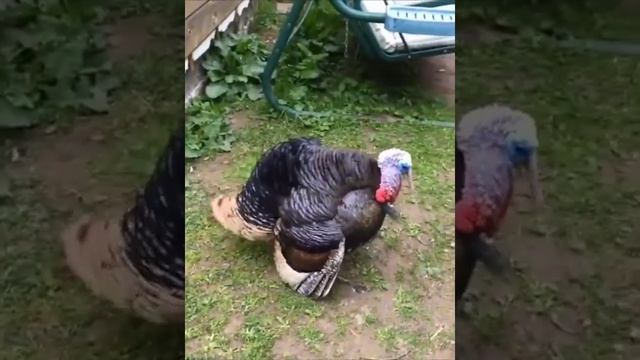 Угадайте, почему танцует наш Василий? смотреть онлайн