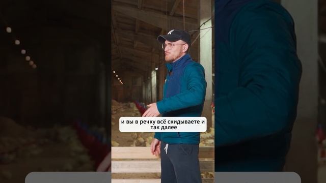 Гусиная столица Кологрив. Полное видео на нашем канале! #глэмпинг #животные #glamping #ферма смотреть онлайн