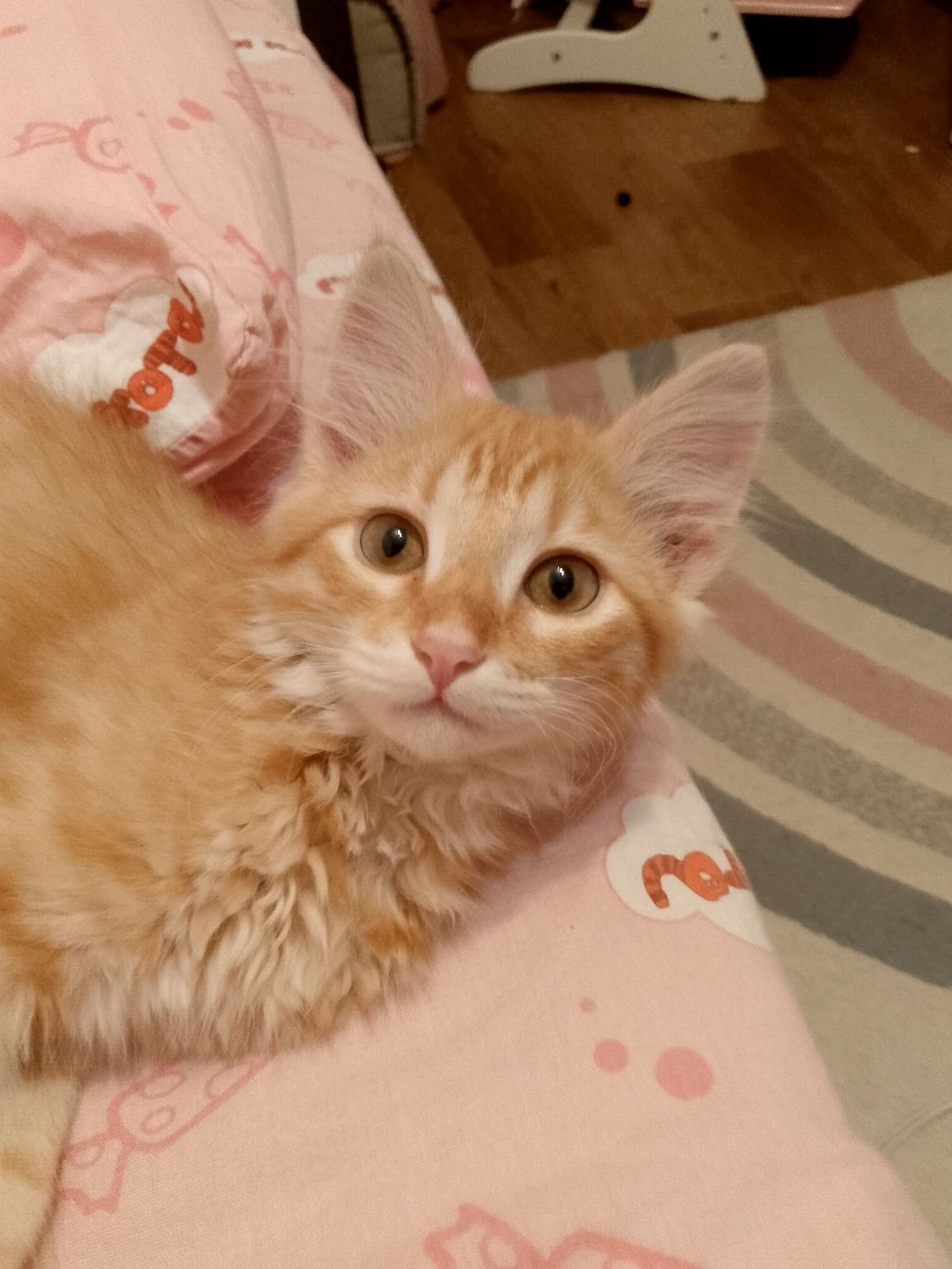 целый день со мной и с моим котом