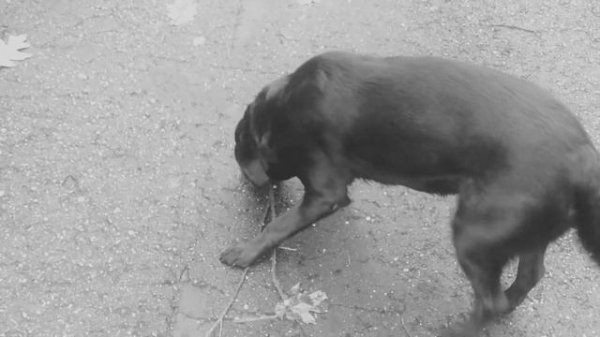 New in #iOS15 Apple Photos Memories Music -  Sentimental - 7_7_07 (Instrumental) by Daniel Ellswort