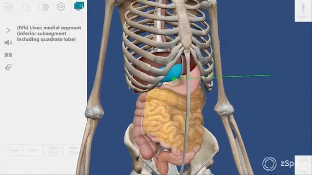 zSpace Human Anatomy Atlas in the Classroom смотреть онлайн