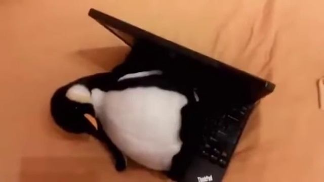 How to install Linux in 4 seconds | FASTEST OS INSTALLATION IN THE WORLD смотреть онлайн