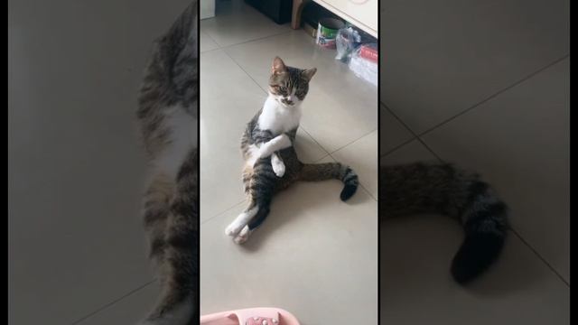 Немного смешного видео с животными смотреть онлайн