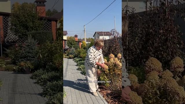 ЭТИ ГОРТЕНЗИИ МЫ НЕ РЕЖЕМ! смотреть онлайн