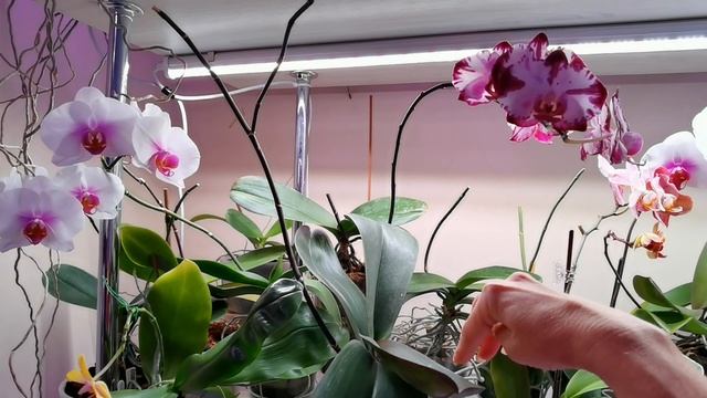 Клещ на орхидеях ДОСТАЛ. Отрезала пышные цветоносы. смотреть онлайн