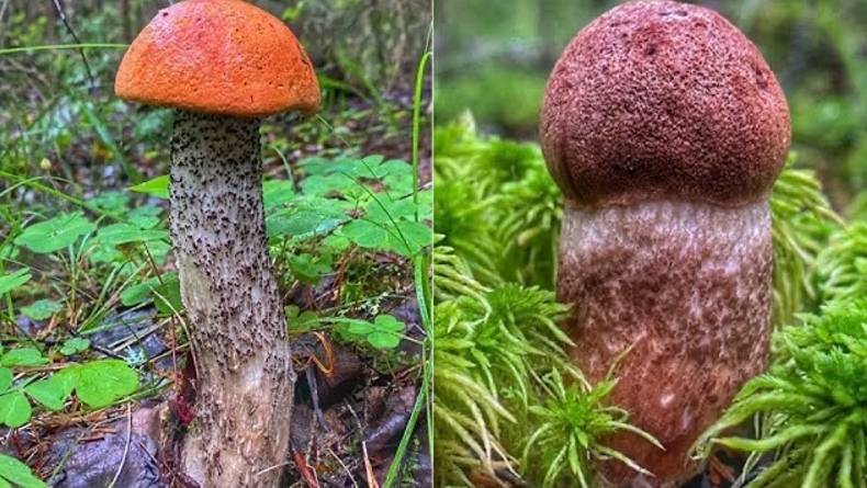 ПОДОСИНОВИКИ ДРЕМУЧЕГО ЛЕСА | ОЧЕРЕДНАЯ РЕЗУЛЬТАТИВНАЯ ТИХАЯ ОХОТА | ГРИБЫ 2022 смотреть онлайн