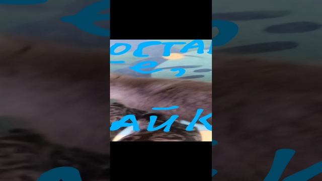 кошка #shorts (14 часть)