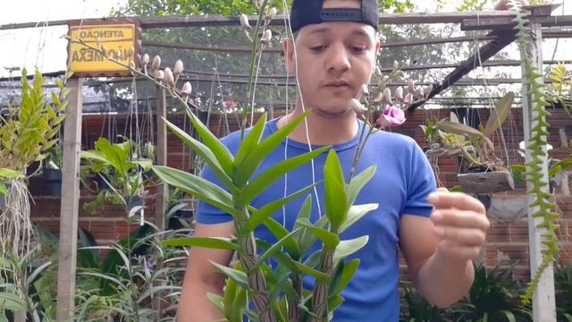 Cultivo De Denphal , Oncidium Twinkle E Catasetum