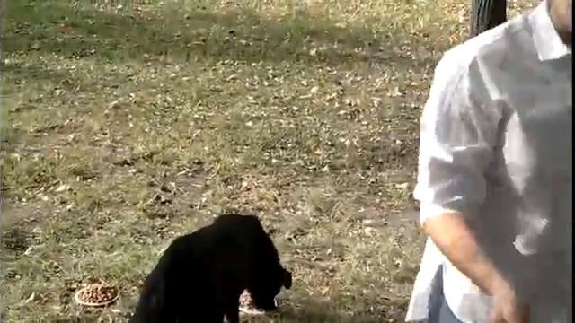 Видео в поддержку бездомных животных. Кормим кошек и собак