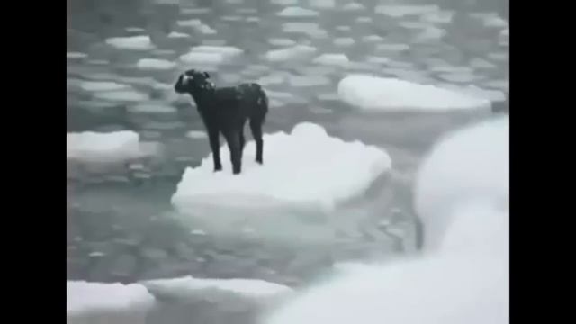 Человек с Большой буквы, помогайте нашим друзьям четырехлапым смотреть онлайн